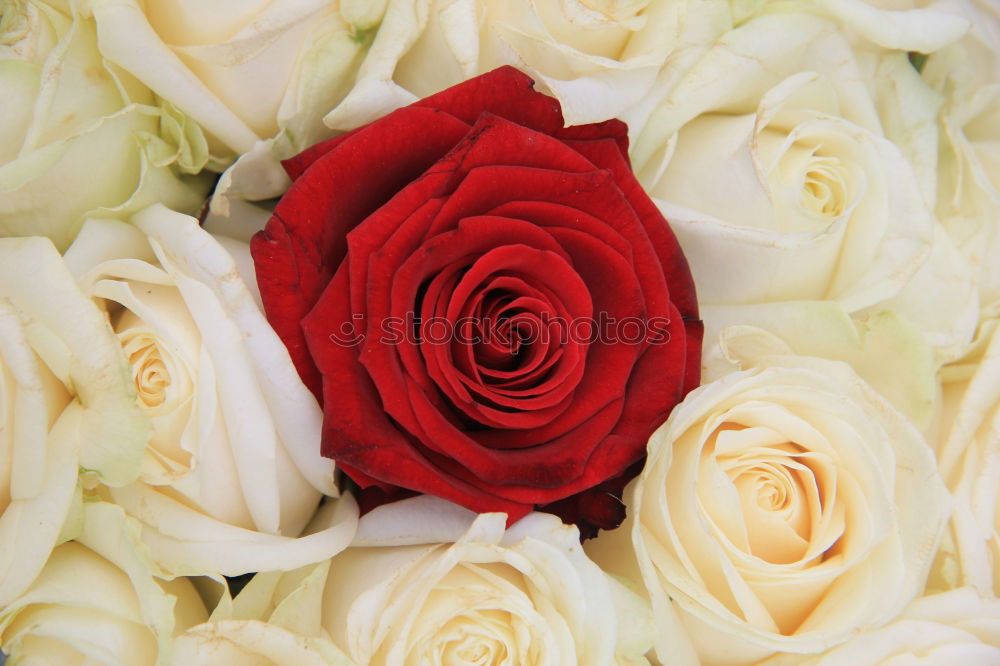 Similar – Red roses flowers, petals and hearts