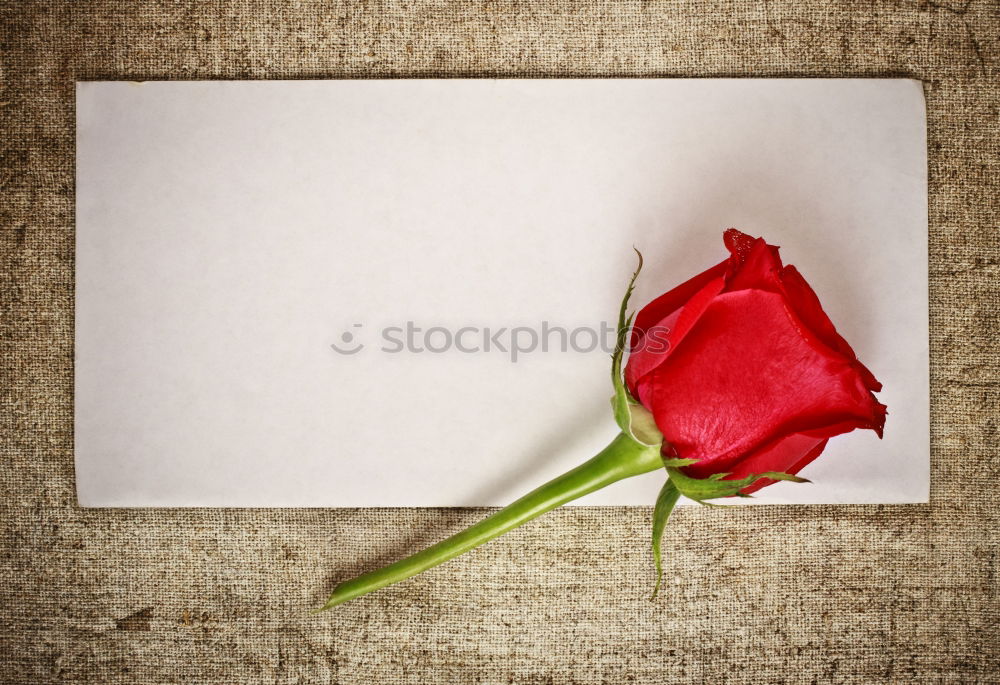 Image, Stock Photo Pink notebook and a single flower on a bicolored background.