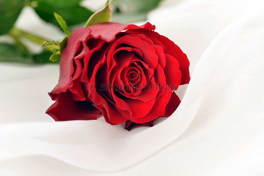 Similar – Image, Stock Photo Two red roses in white glass vases on a blurred wooden table.