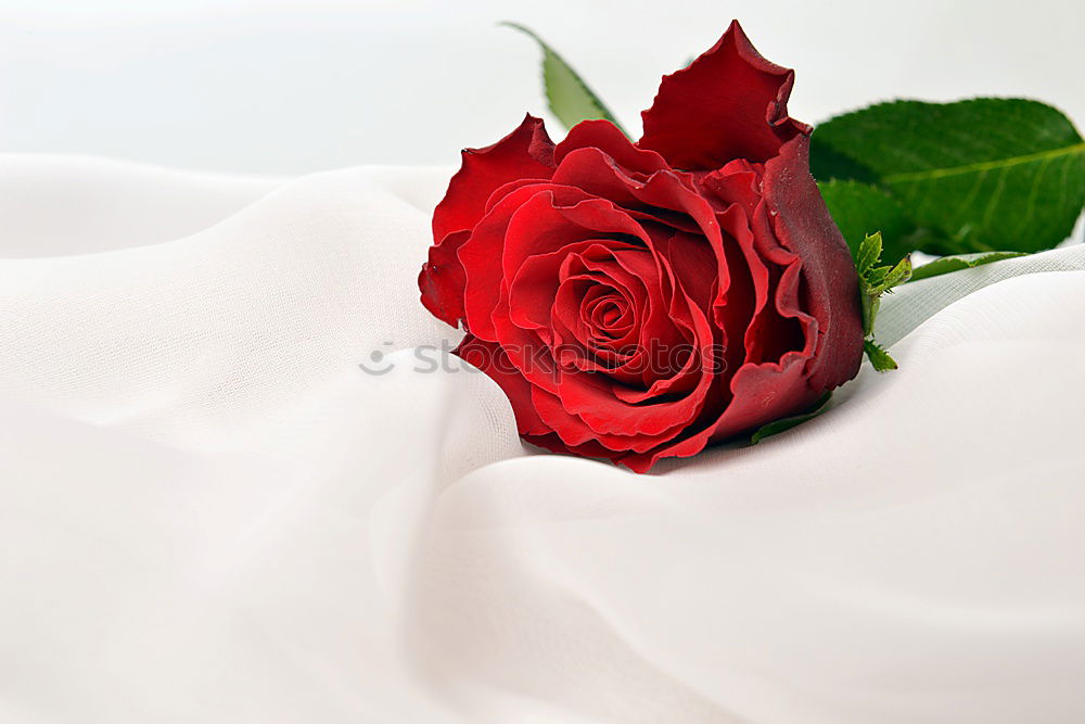 Image, Stock Photo Two red roses in white glass vases on a blurred wooden table.