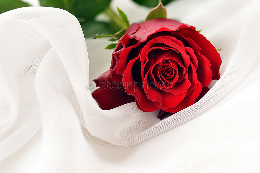 Similar – Red roses flowers, petals and hearts