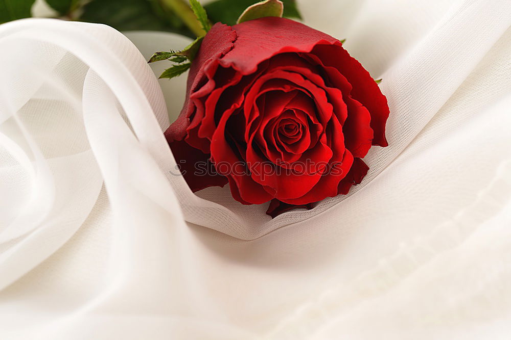 Similar – Image, Stock Photo Two red roses in white glass vases on a blurred wooden table.