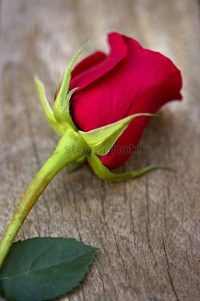 Similar – Foto Bild Rote Rosen auf rostigem Hintergrund