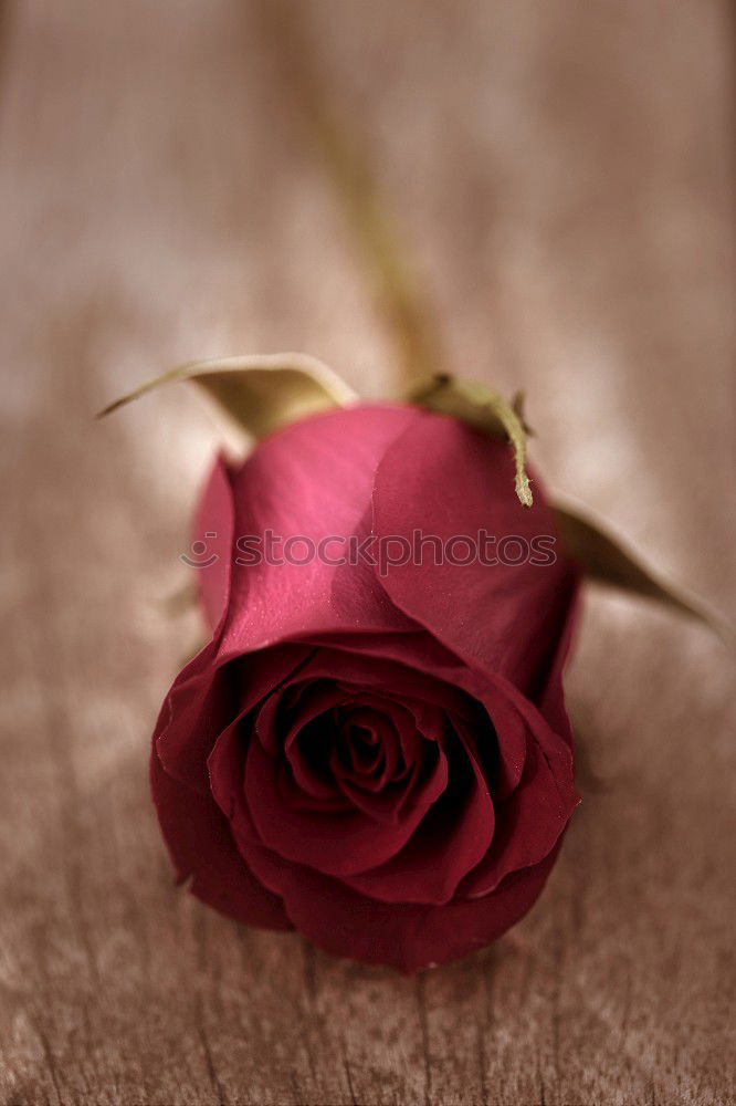 dead | single withered red rose