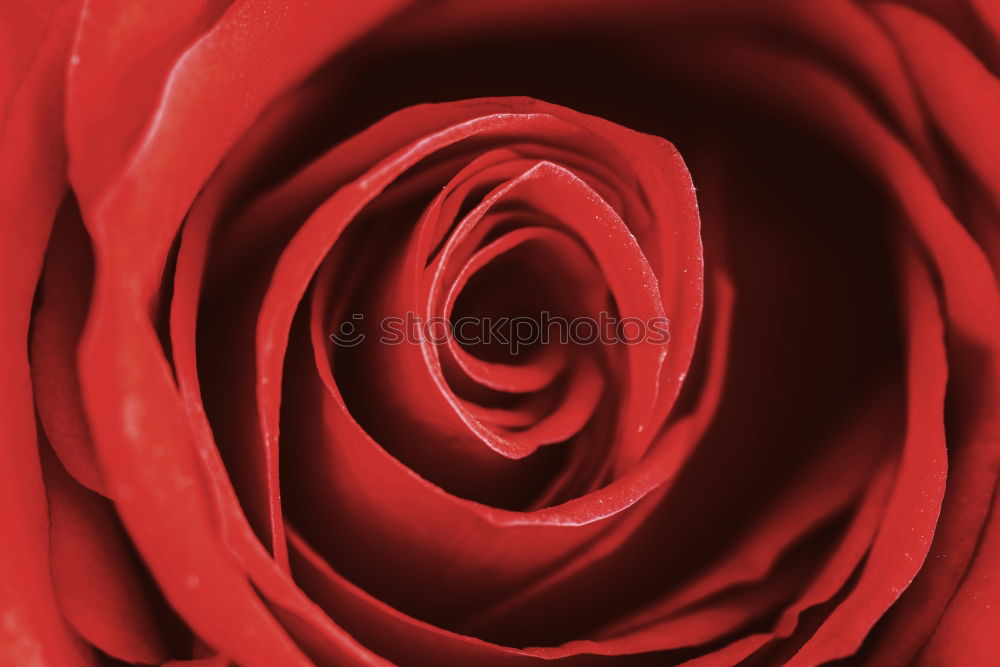 Similar – Image, Stock Photo Ranunculus red