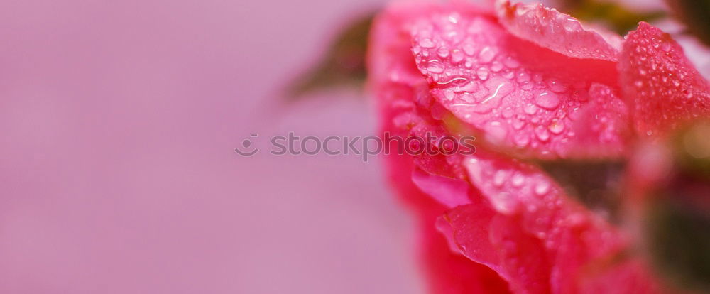 Similar – Pink Tentacle Plant Flower