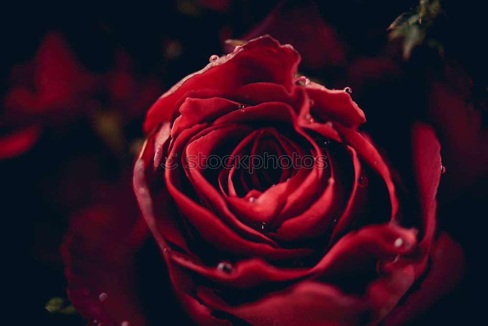 Similar – Image, Stock Photo A bouquet of red tulips