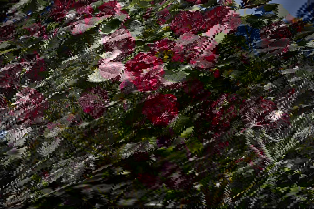Similar – Image, Stock Photo thematic background