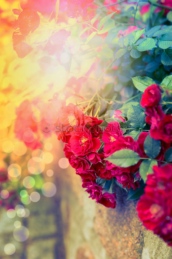 Similar – Image, Stock Photo Red autumn leaves in garden or park