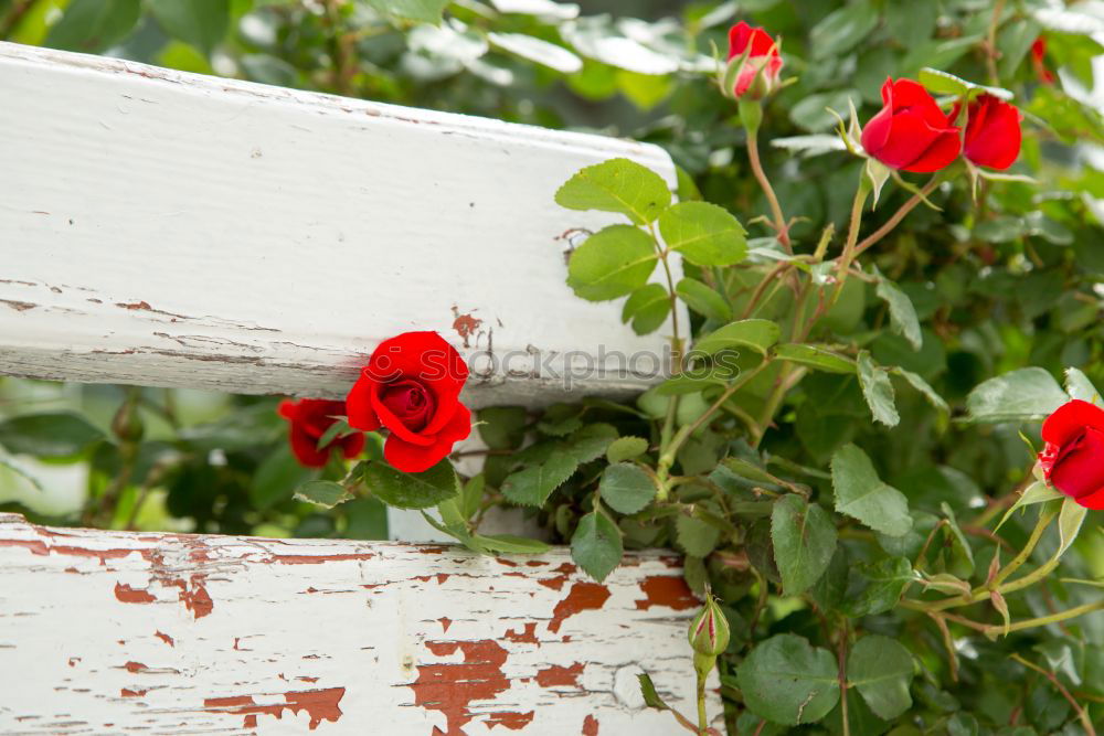 Similar – Foto Bild ein echtes Mauerblümchen…