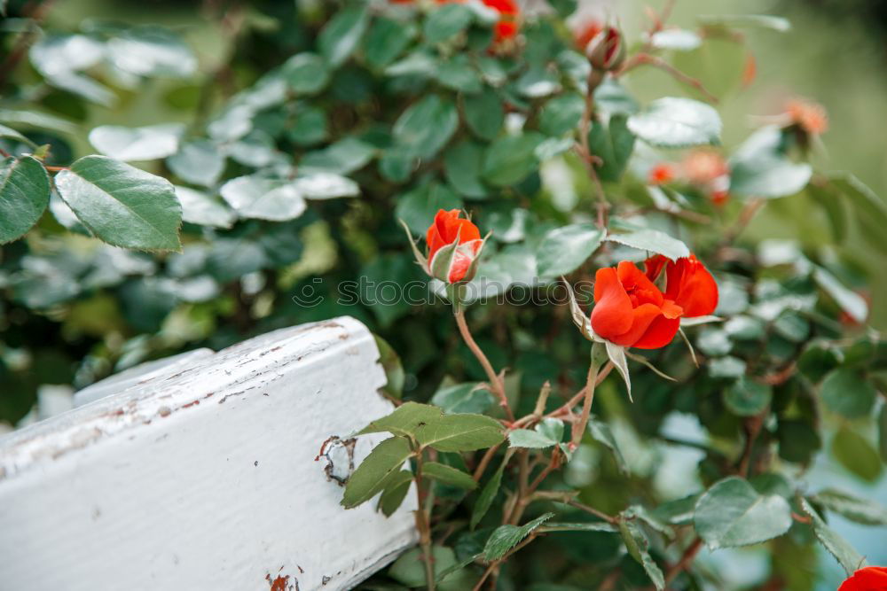 Similar – Image, Stock Photo country life Summer Plant