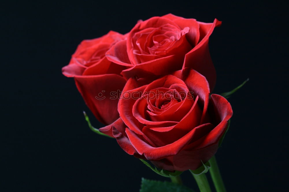 Similar – Red roses on a black background.