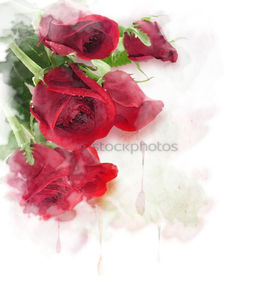 Similar – Red tulips background, top view. Festive spring flowers. Floral composing. Springtime holiday and greeting concept. Copy space for your design