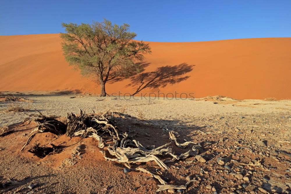 Similar – desert beauty Dry Hot