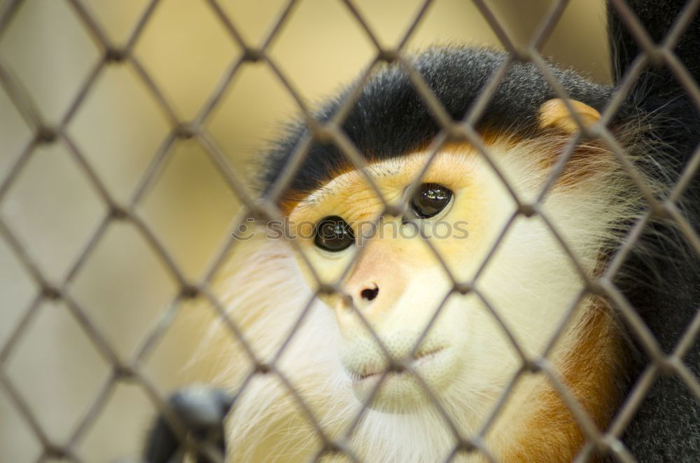 Similar – Little cat behind metal bars. Stray cat