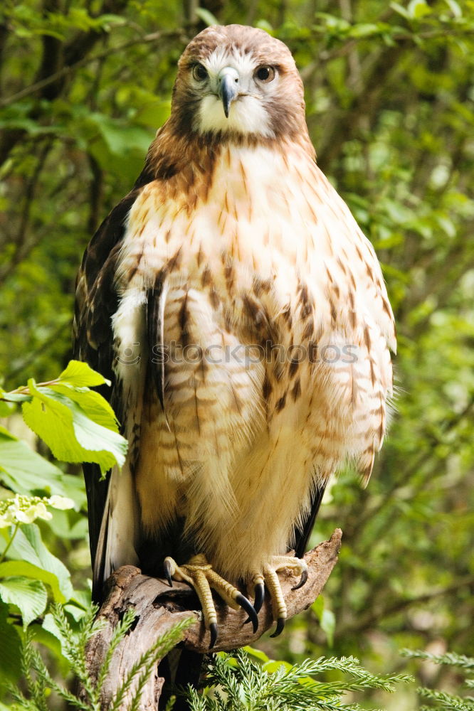 Image, Stock Photo The owl Environment Animal