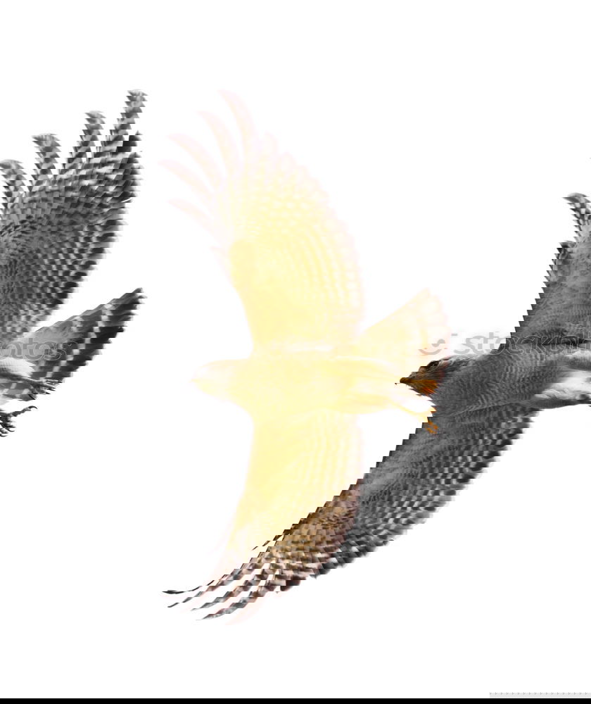 Similar – Image, Stock Photo Departure bird of prey