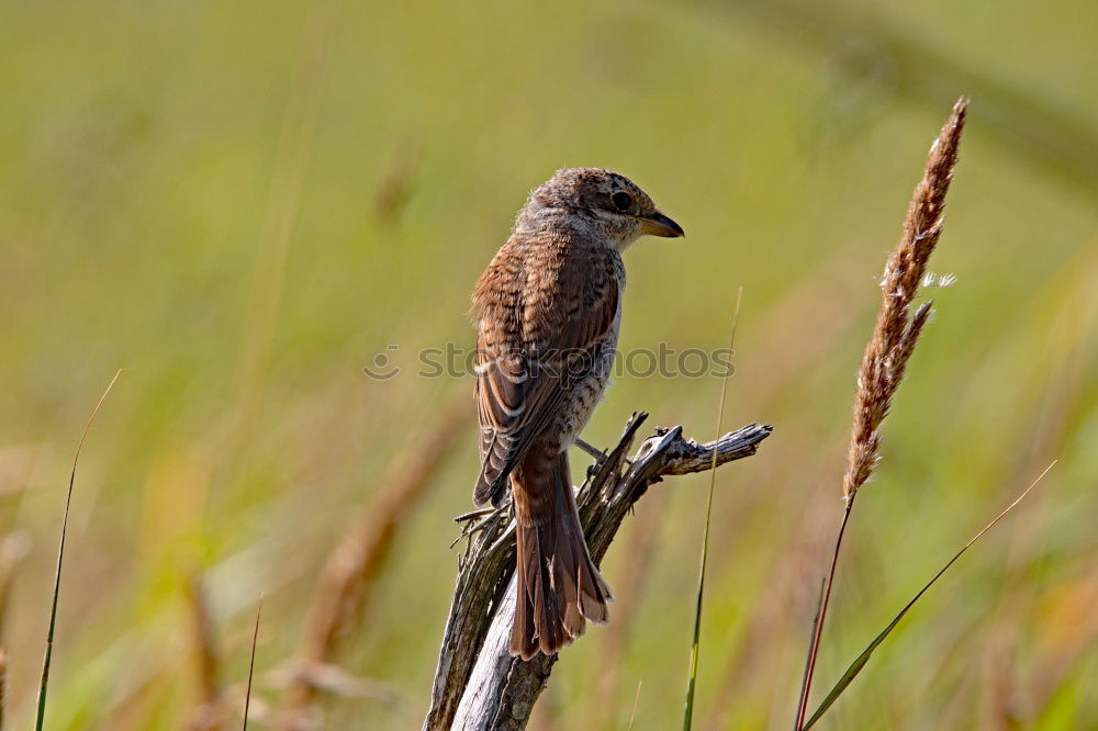 Similar – Image, Stock Photo Green Woodpecker Nature