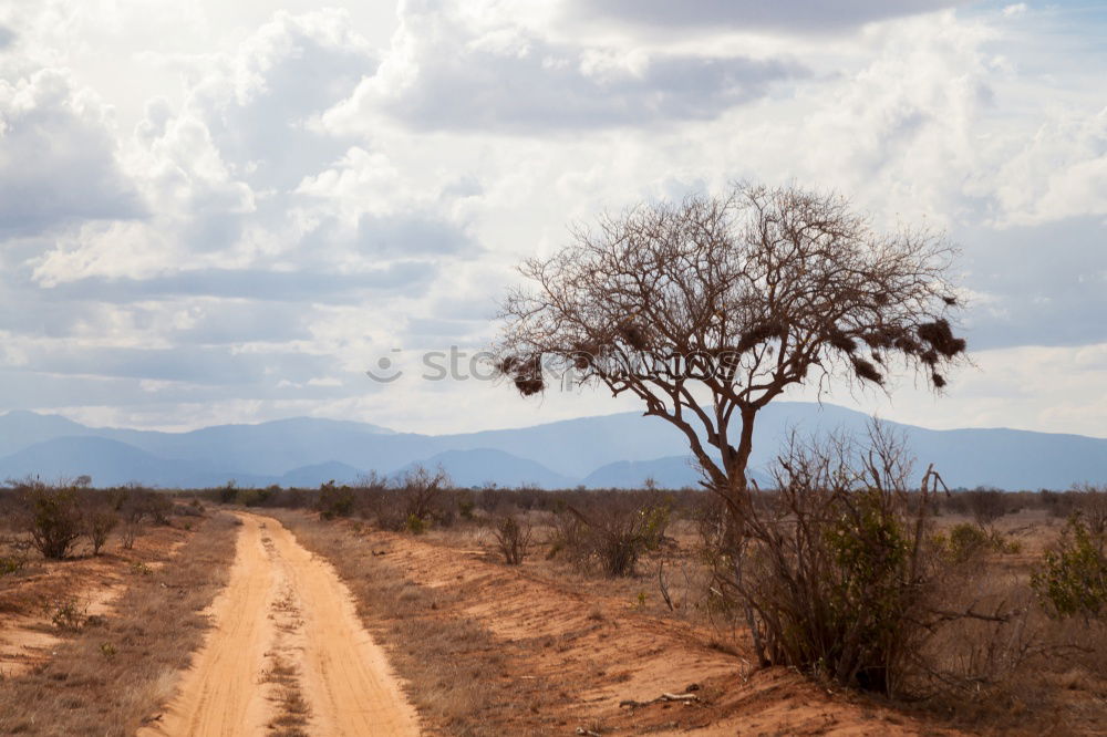 Similar – Image, Stock Photo safari park Nature