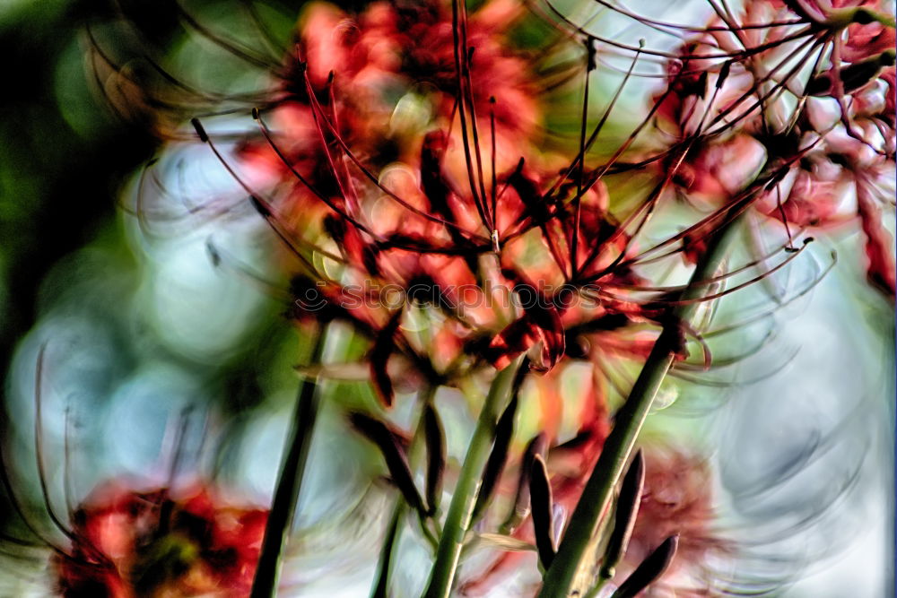 Similar – Image, Stock Photo pink Flower Summer Spring