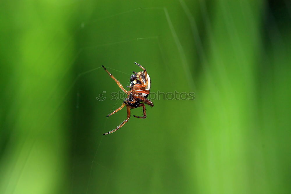 Similar – Image, Stock Photo swank Environment Nature