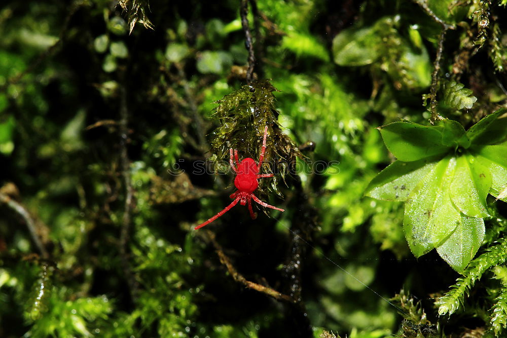 Similar – A group of firebugs Nature