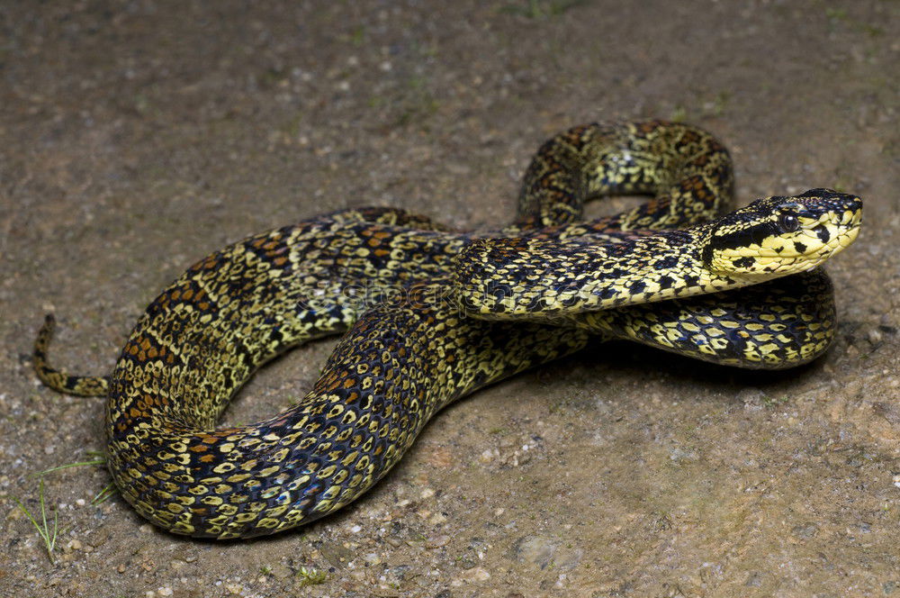 male meadow viper basking on ground