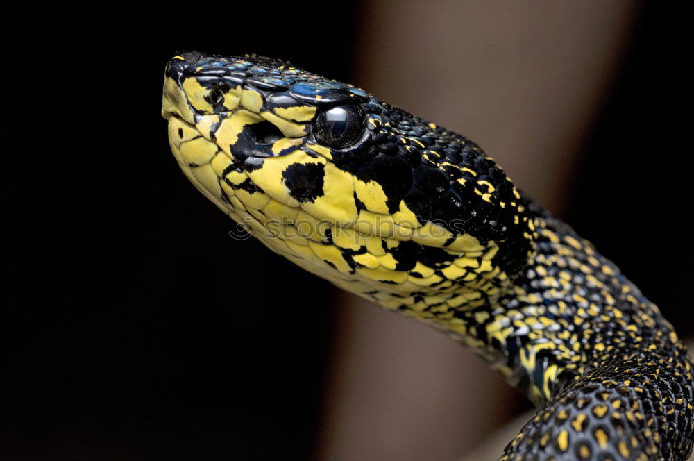 Similar – Image, Stock Photo macro portrait of beautiful european snake