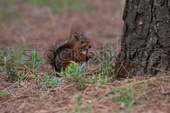 Similar – Image, Stock Photo Squirrel eats walnut Nut