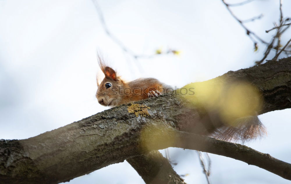 Similar – Schwanz ab ! Eichhörnchen