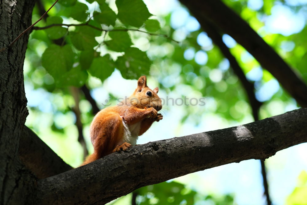 Squirrels in the sunshine