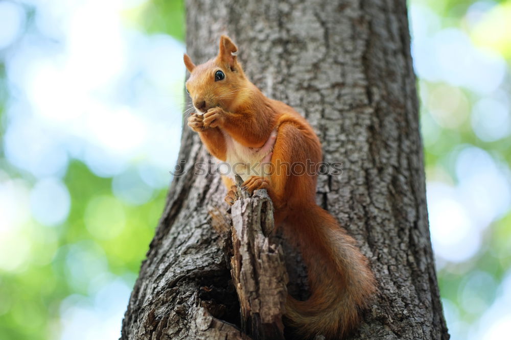 Similar – Curious squirrel in a tree