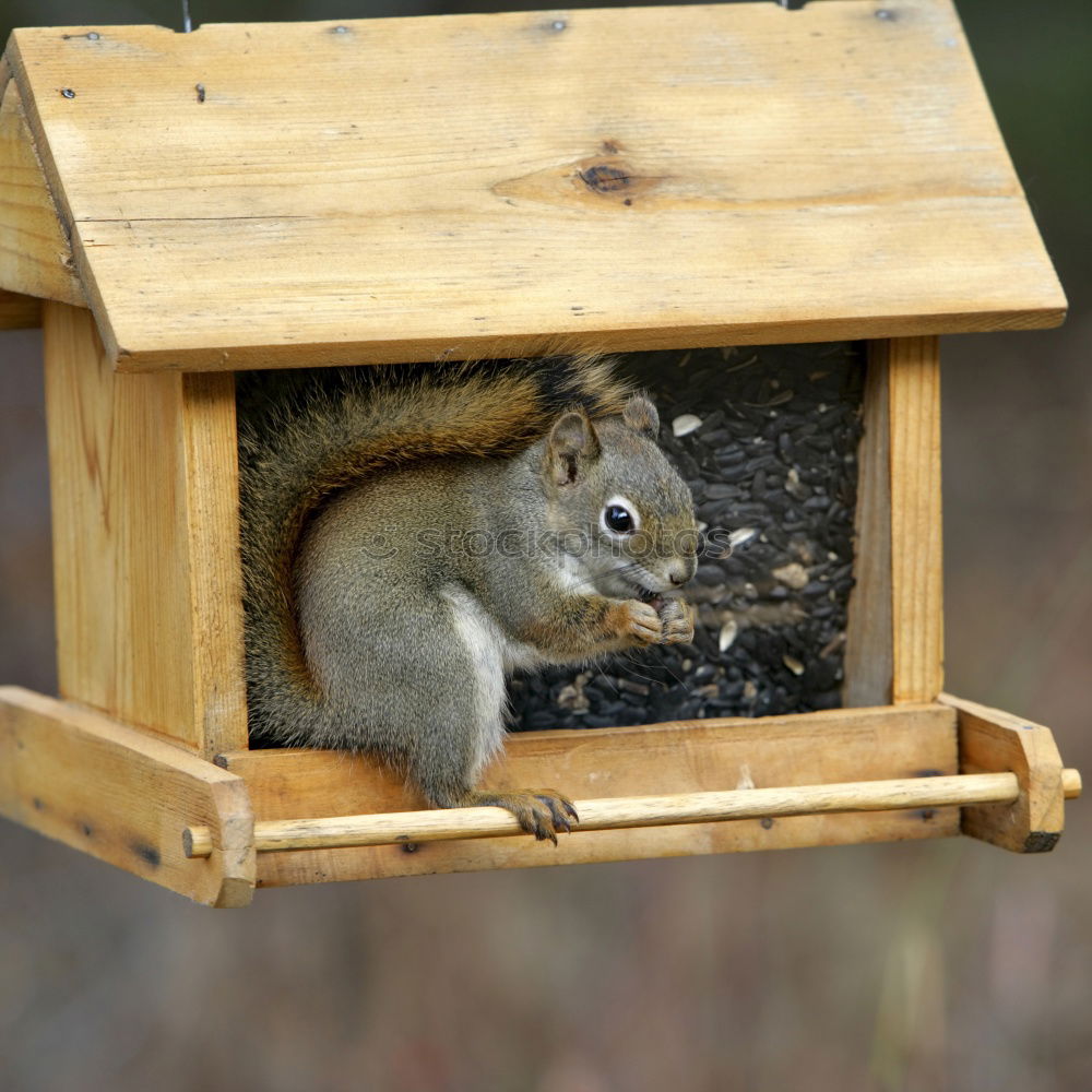 Similar – Image, Stock Photo robin Animal Wild animal