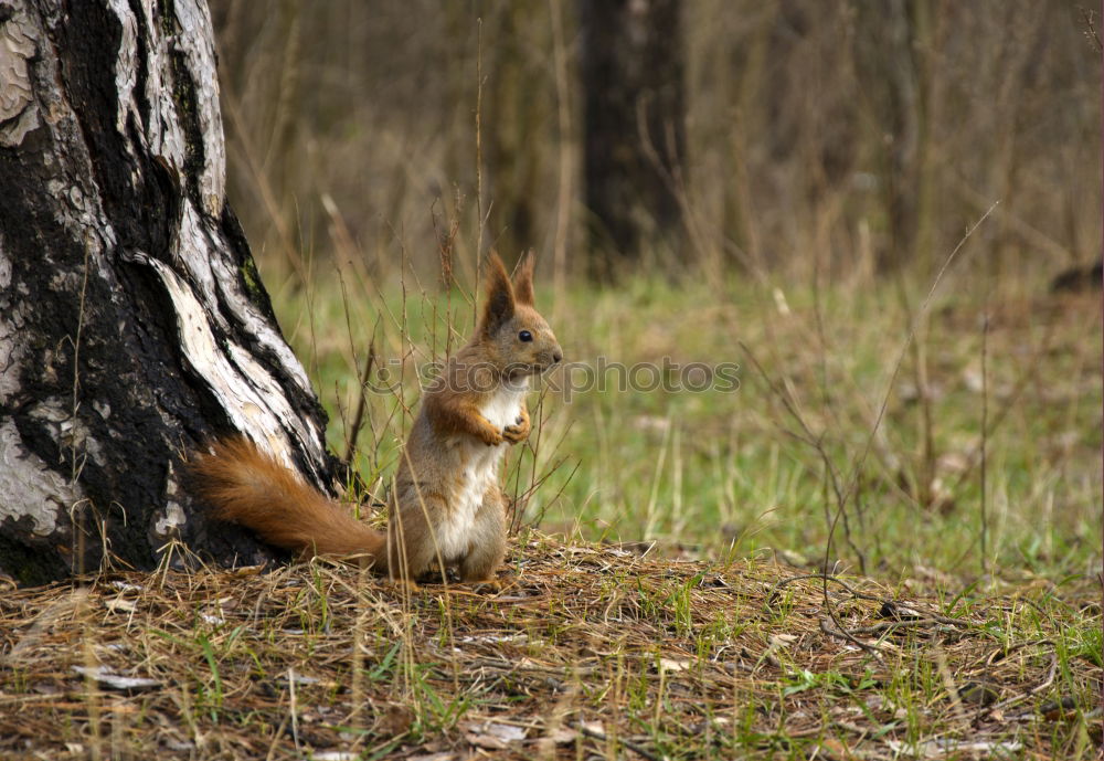 Similar – Squirrels in the sunshine