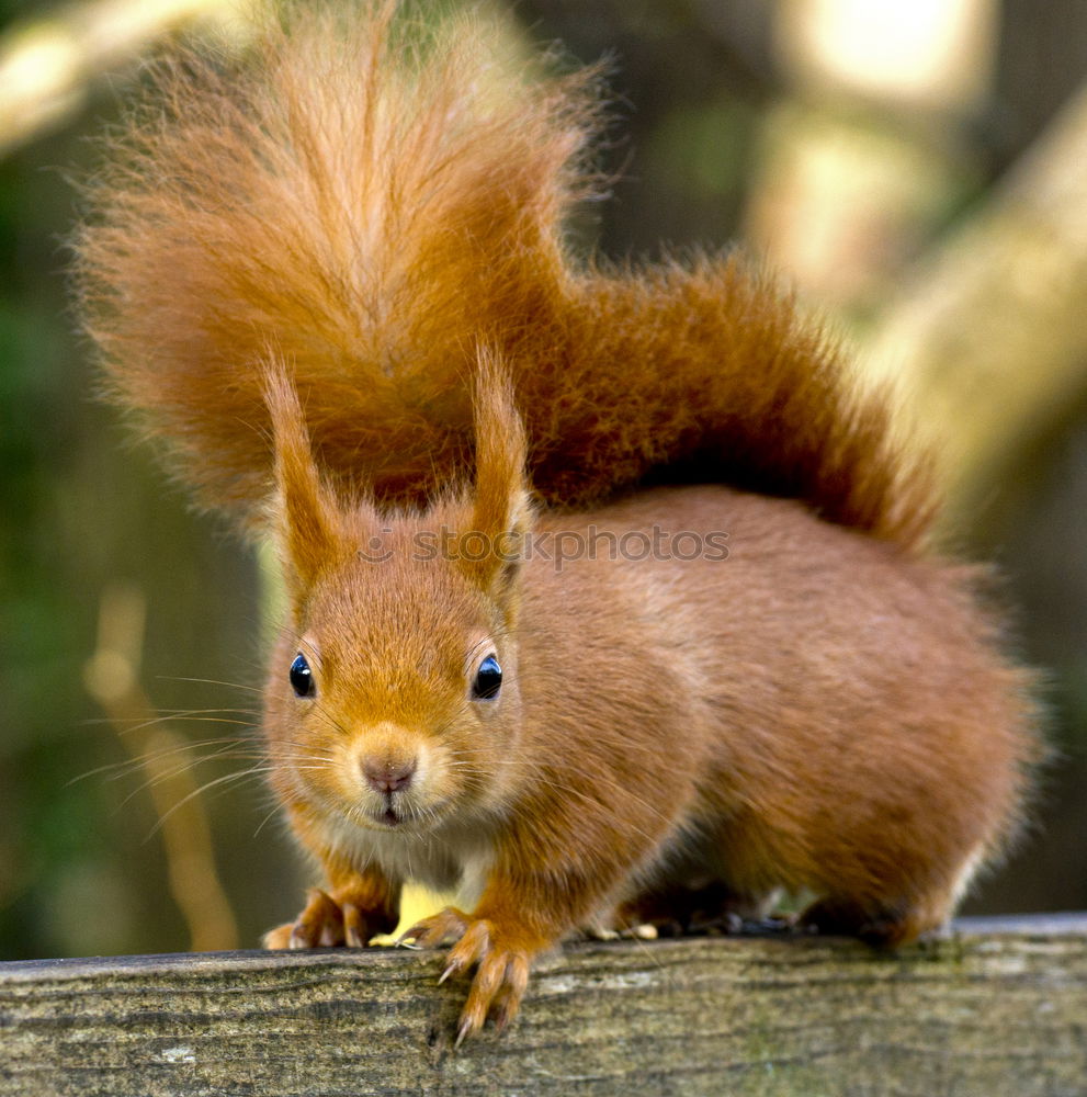 Similar – ? ? ? Eichhörnchen Eiche