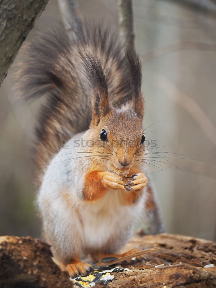 Similar – mampf Eichhörnchen Wald