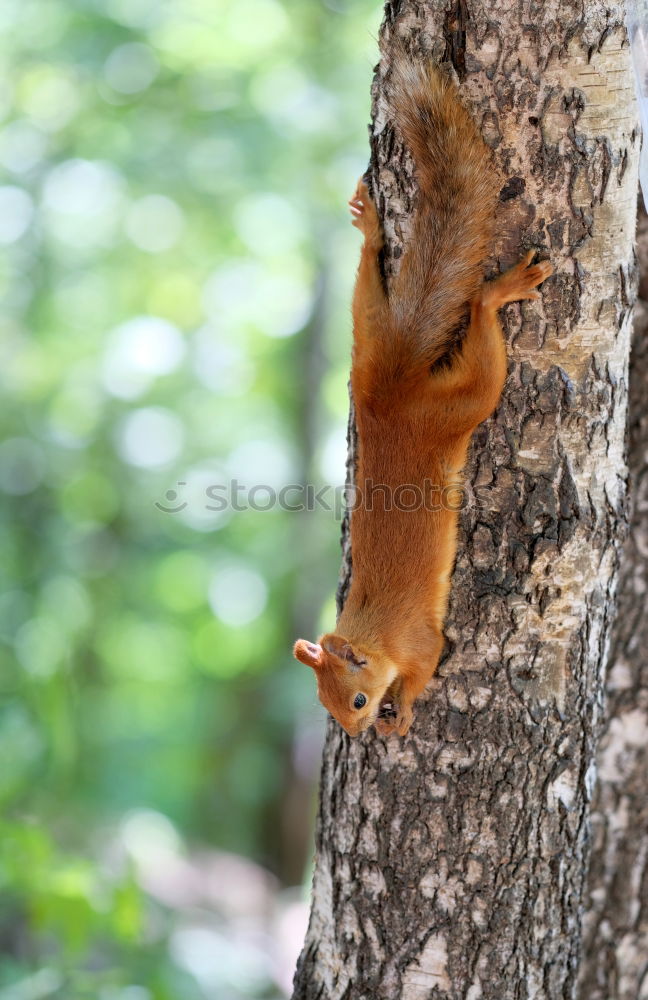 Similar – squirrel on moss catching