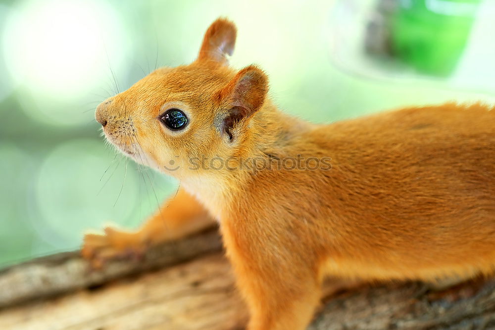 Similar – Image, Stock Photo The red squirrel eats a nut. Squirrel in the summer on the street. Beautiful animal in the park. Squirrel portrait.