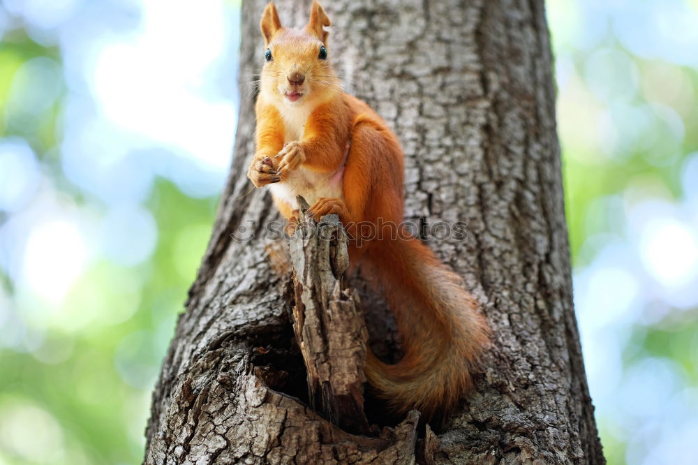 Similar – Curious squirrel in a tree