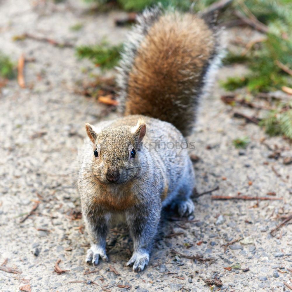 Similar – Lieblingstier: Eichhörnchen! Teil 7