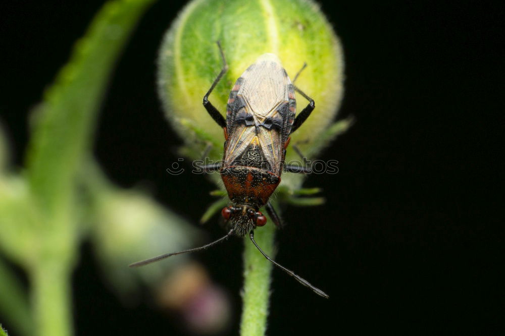 Foto Bild weiblicher Zitronenfalter ( Gonepteryx rhamni )