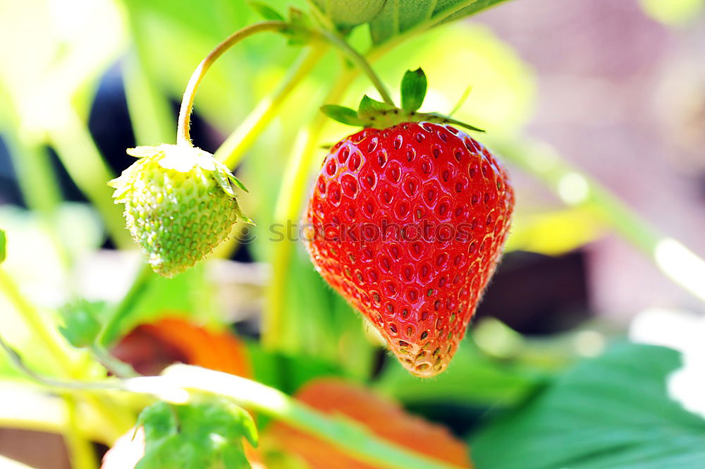 Similar – Image, Stock Photo Freshly harvested III Food