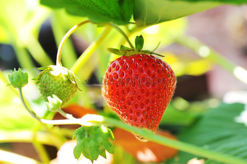 Similar – Image, Stock Photo X Food Fruit Nutrition