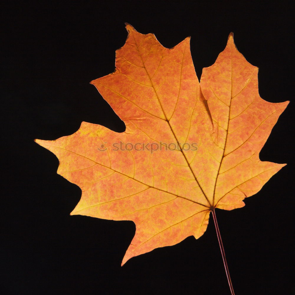 Similar – Foto Bild Herbstzweig der Roteiche