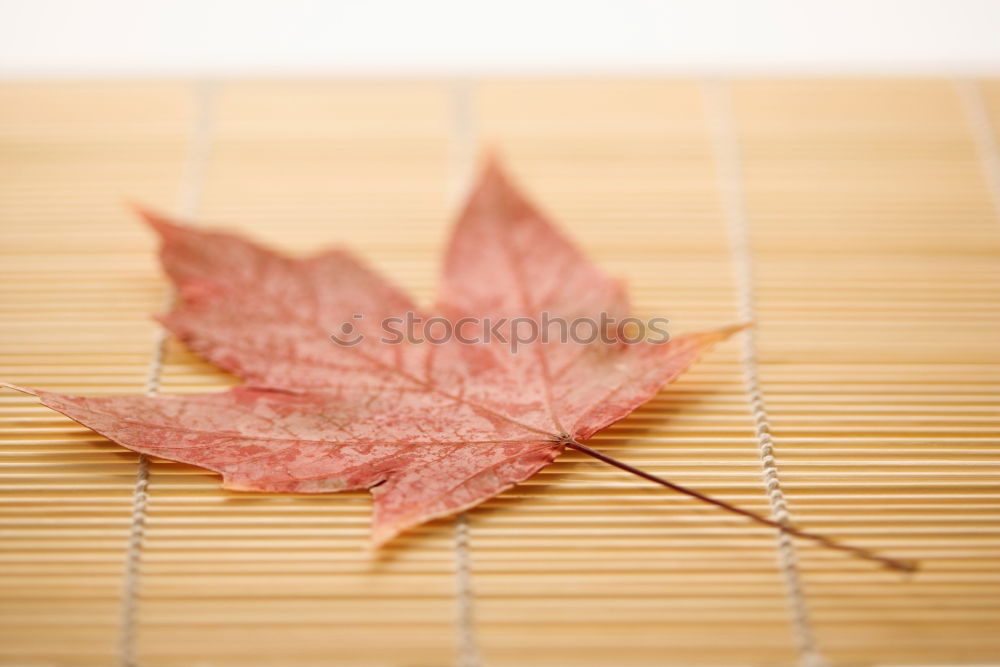 Similar – Image, Stock Photo autumn Nature Autumn