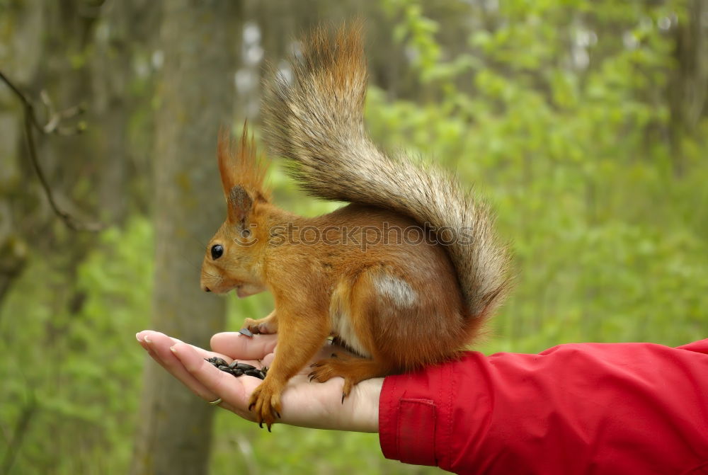 Similar – Foto Bild Eichhörnchen Hand Tier