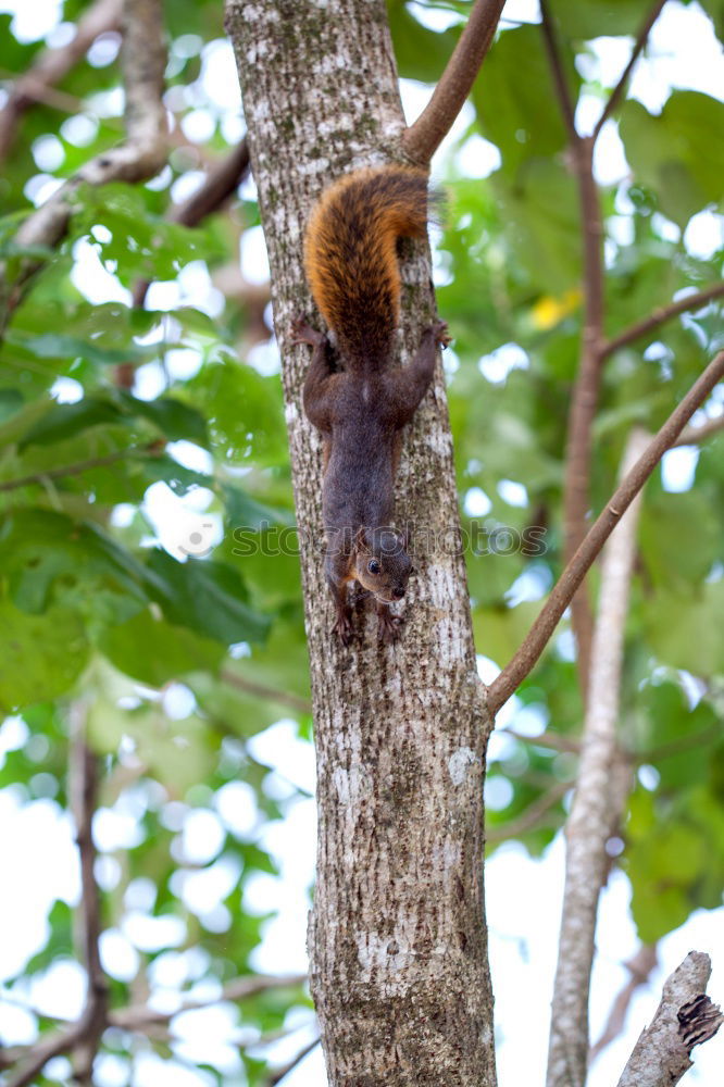 Similar – Curious squirrel in a tree