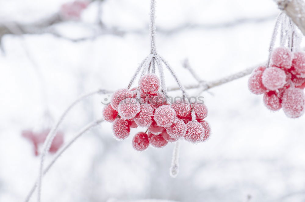 Similar – Cold ice. Fruit Nature