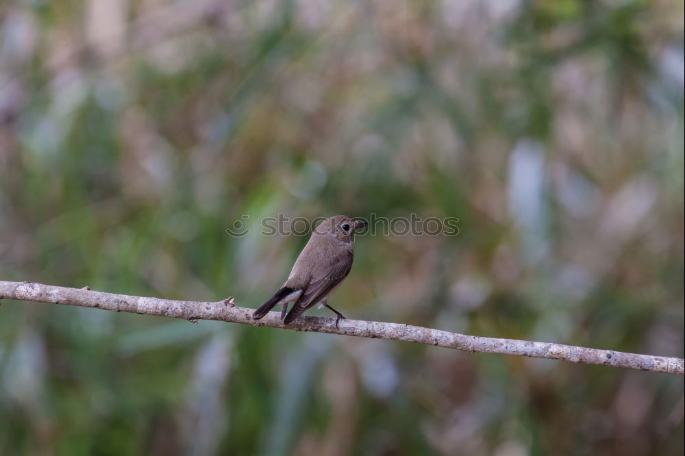 Similar – Image, Stock Photo Sombre Greenbul Freedom