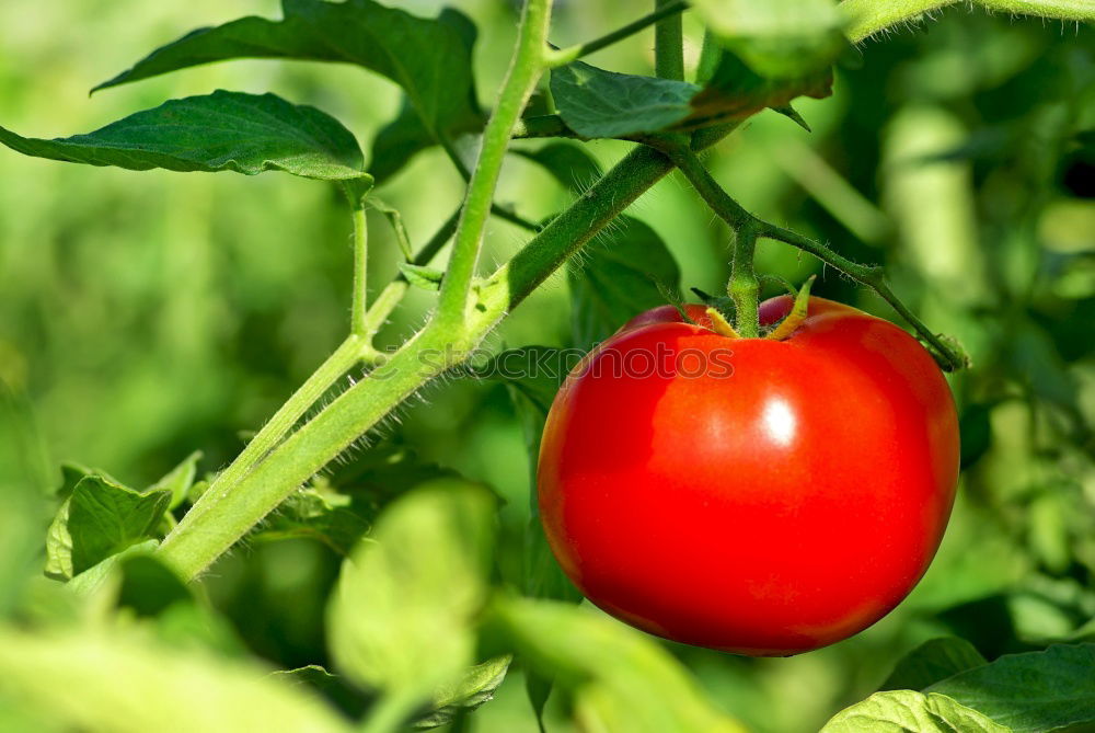 Similar – Image, Stock Photo Tomatoes again Fruit